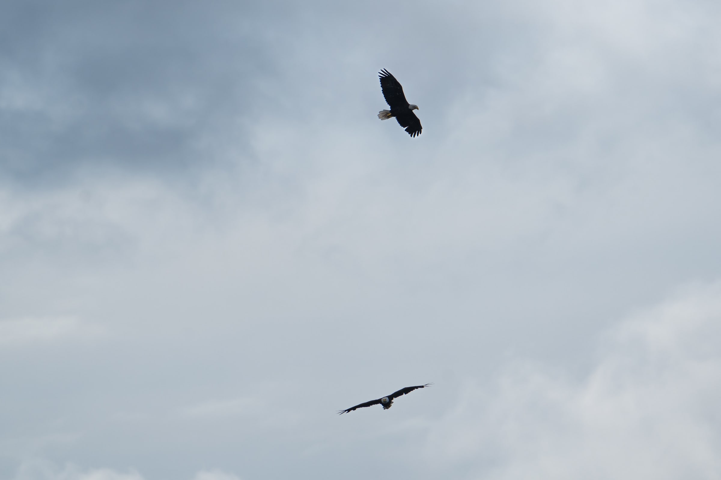 Two Eagles Circling in Cloudy Sky