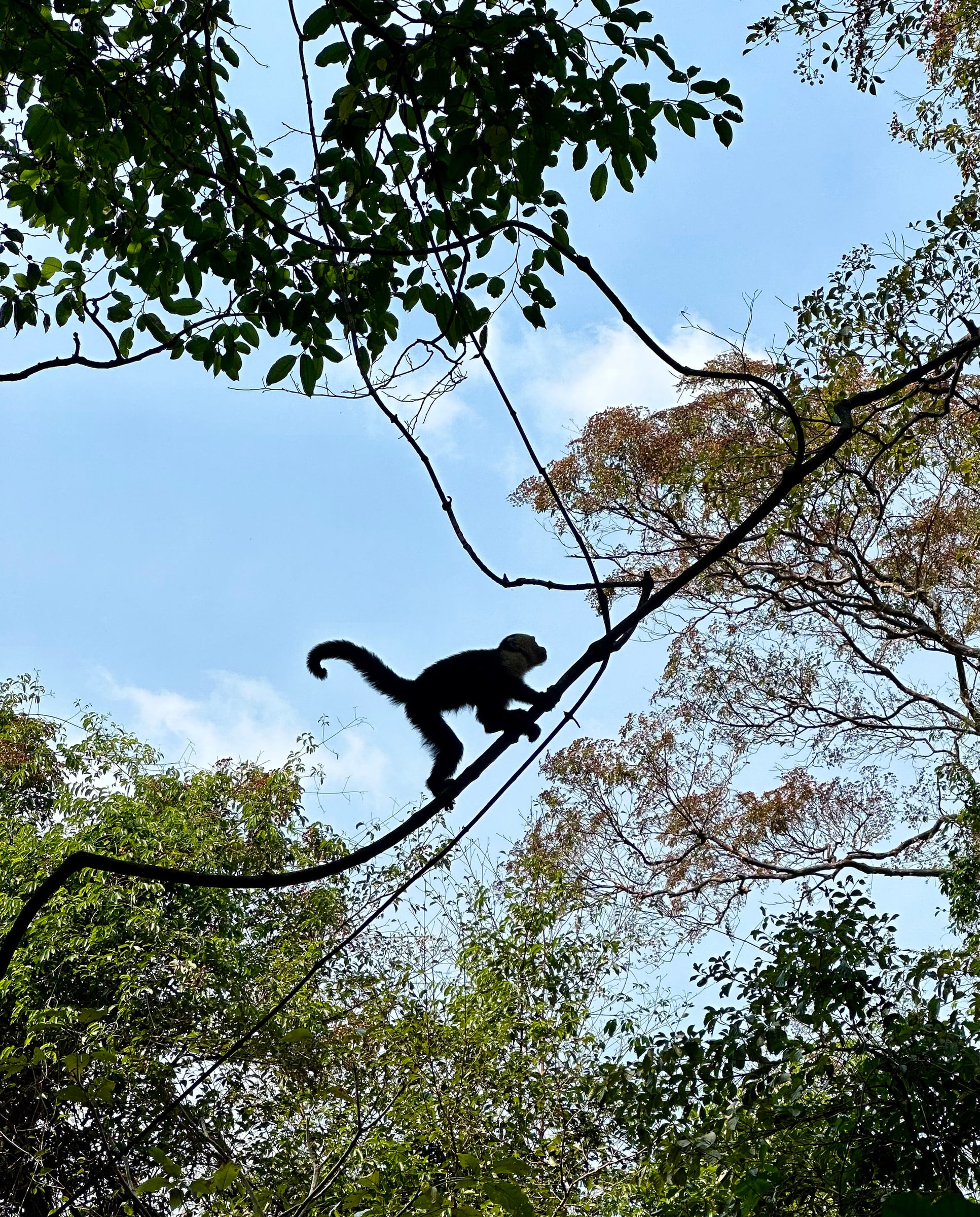 Costa Rica Monkey Silhouette on a Jungle Vine
