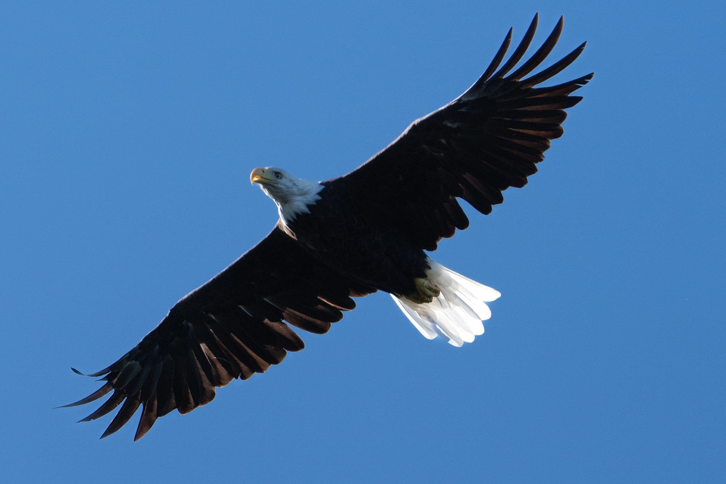 Bald Eagle Soaring with Wings Spread