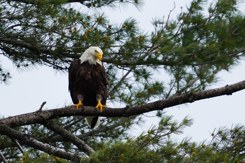 Wildlife photo