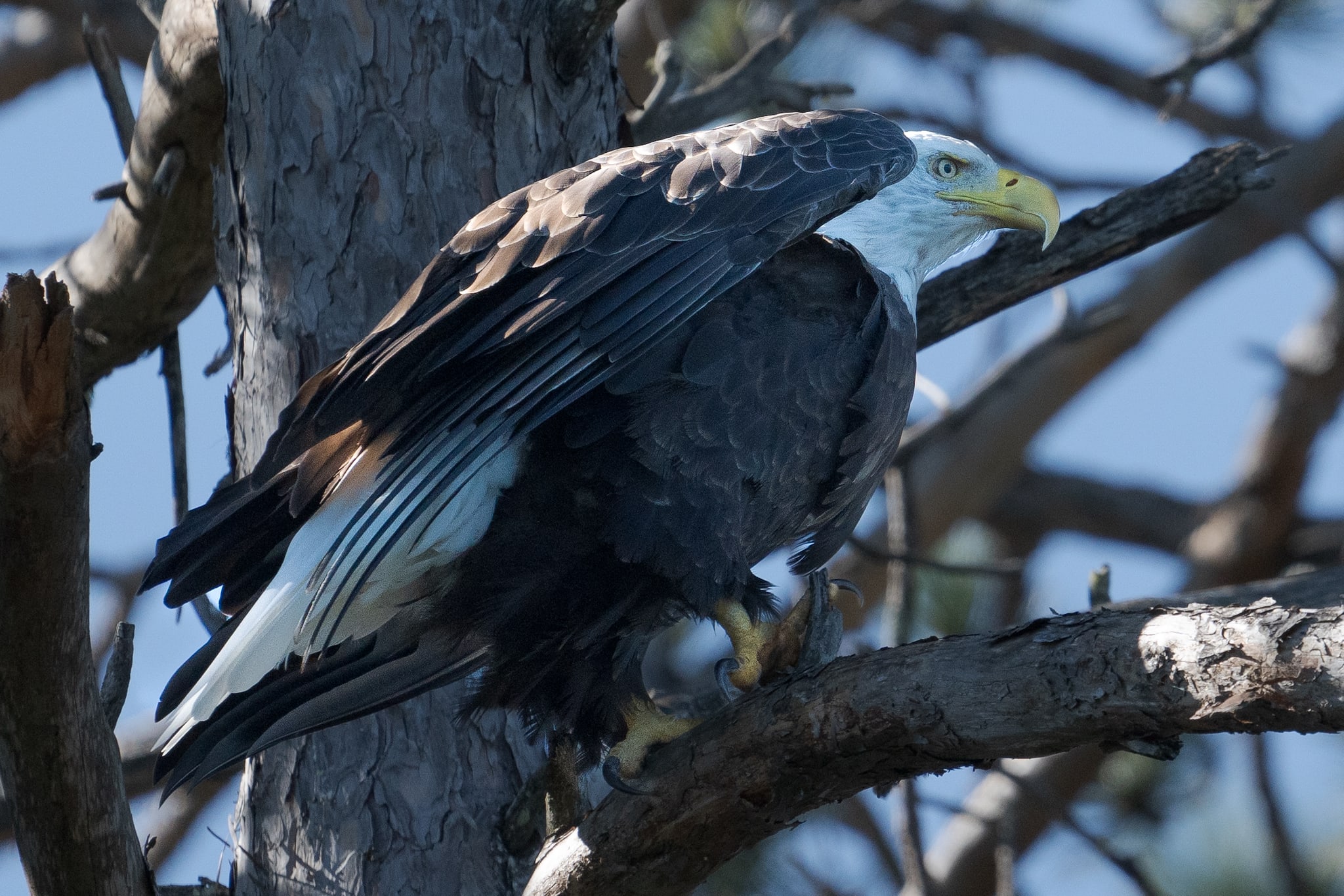 Close-Up of Bald Eagle in Pine Tree