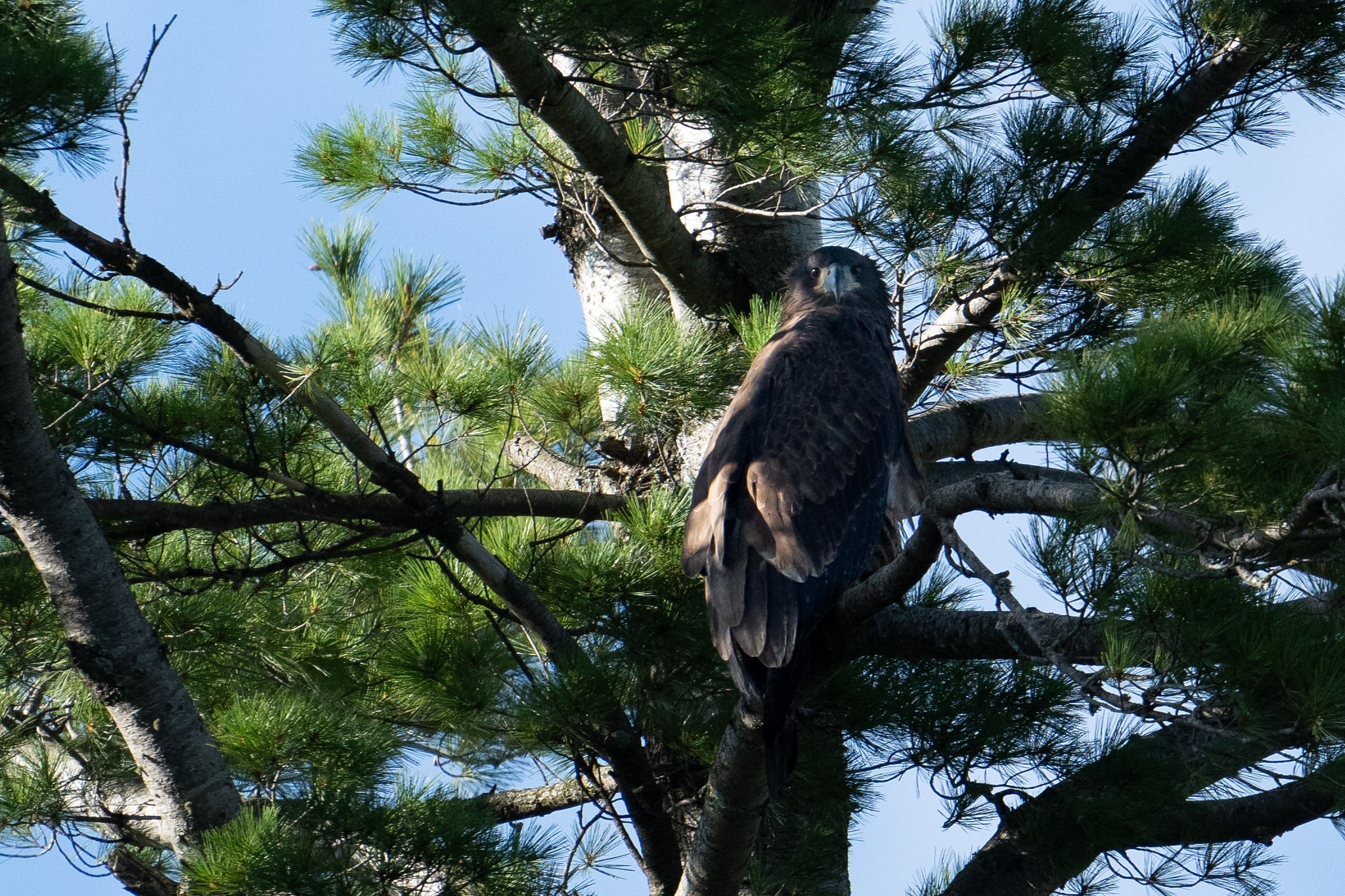 Juvenile Eagle Hidden in Pine Boughs