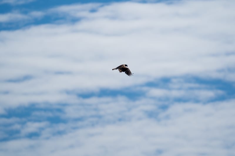 Wildlife photo