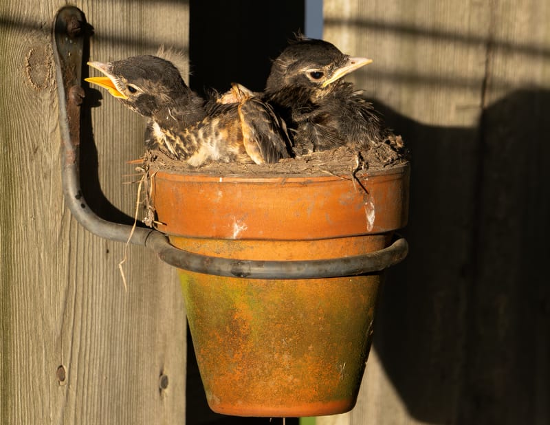 Wildlife photo