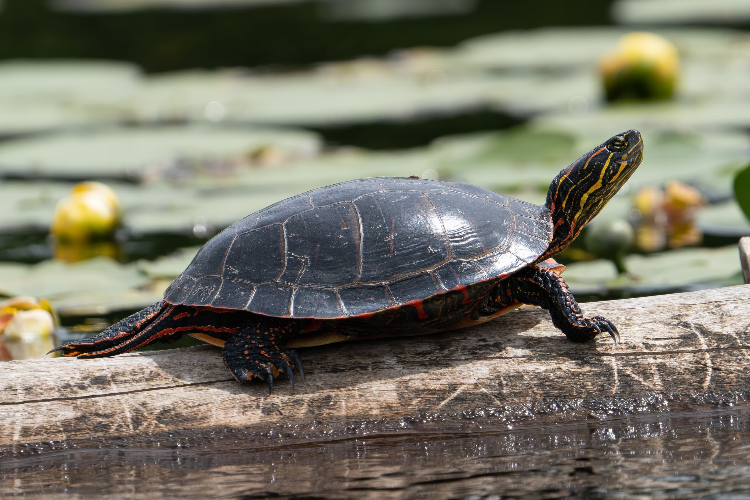 Painted Turtle Sunning Among Lily Pads