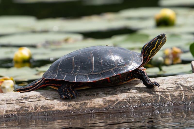 Wildlife photo