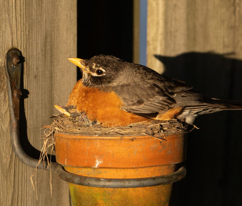 Wildlife photo