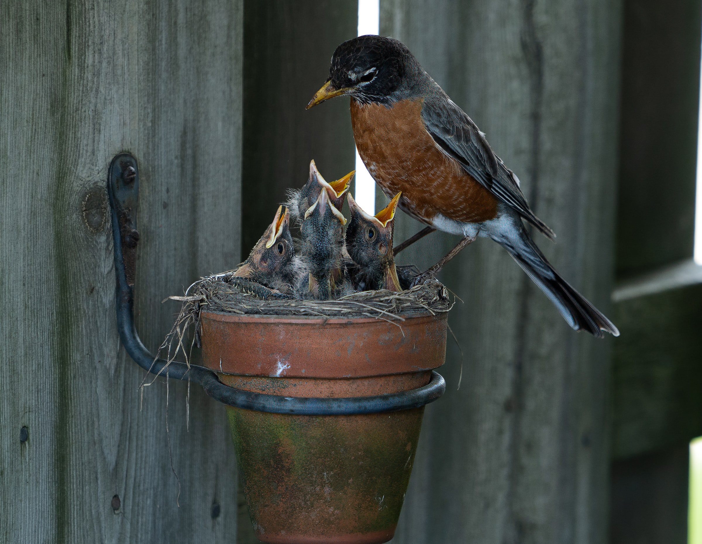 American Robin Feeding Begging Nestlings
