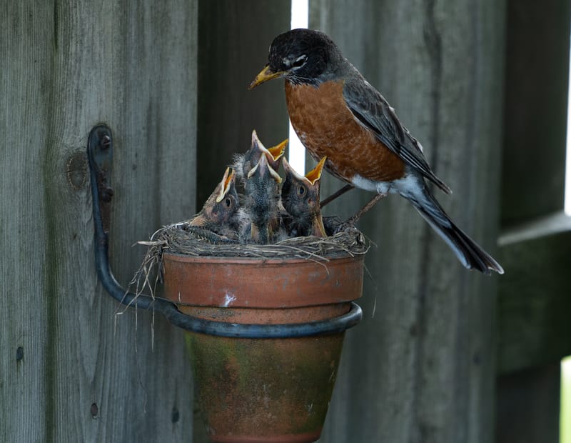Wildlife photo
