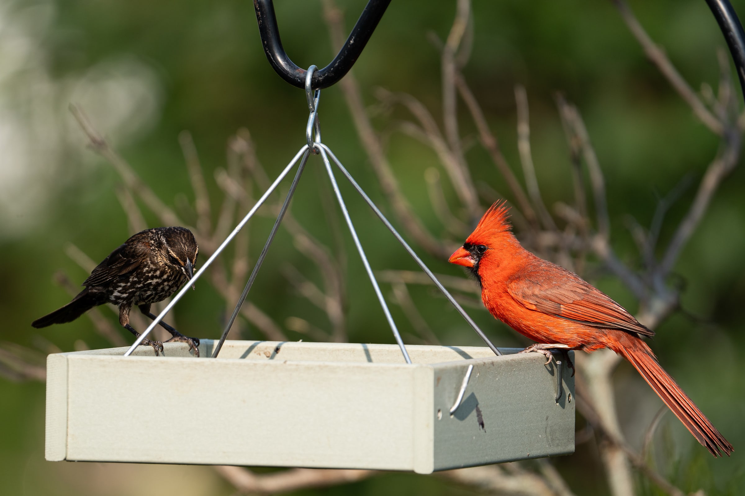 Northern Cardinal at Backyard Feeder