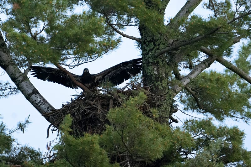 Wildlife photo