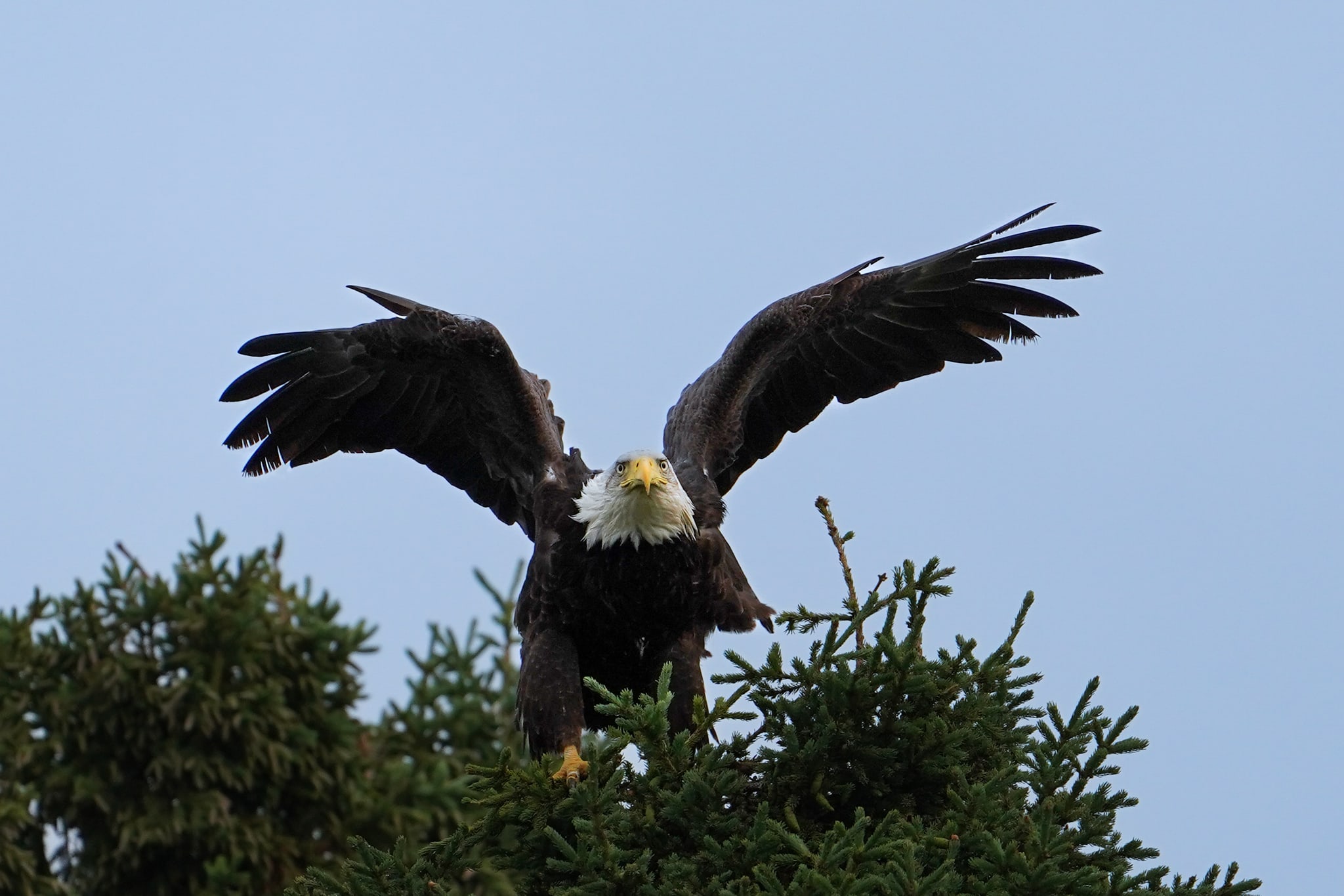 Bald Eagle Spreading Wings on Treetop