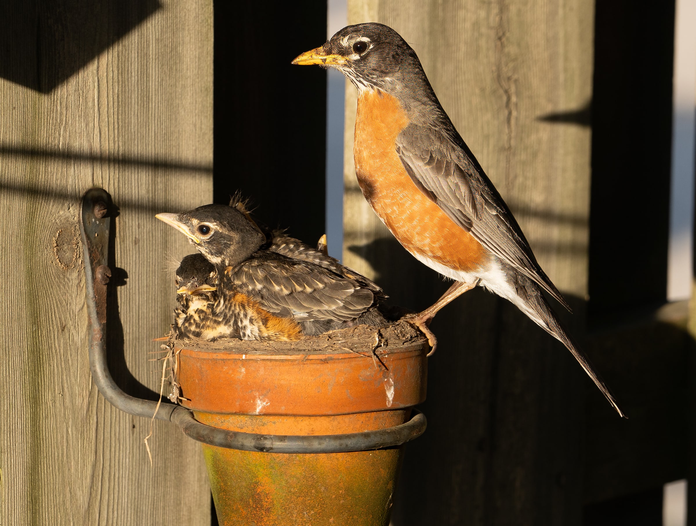 American Robin Watching Over Nestlings