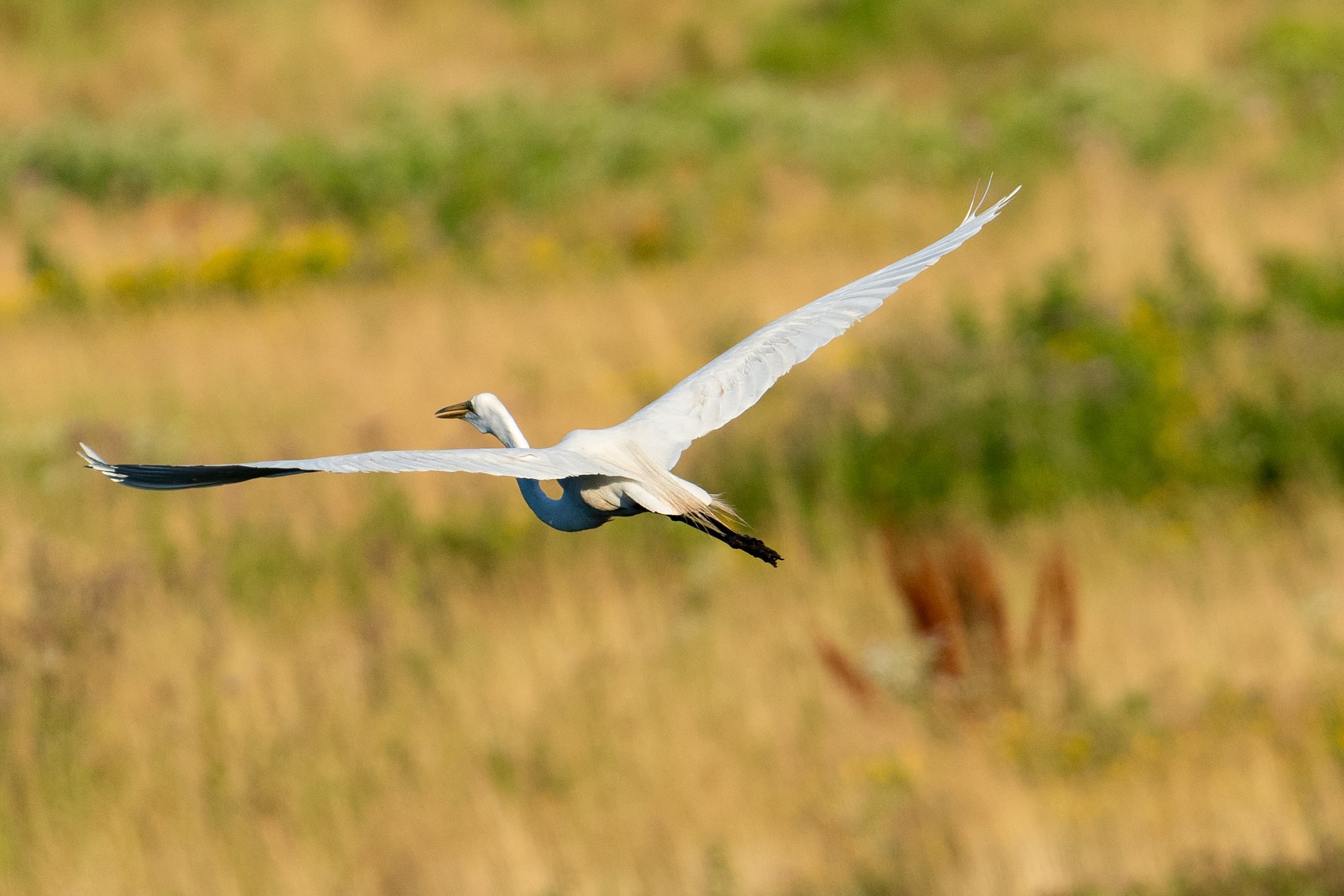 Egret Flying Over Golden Grassland