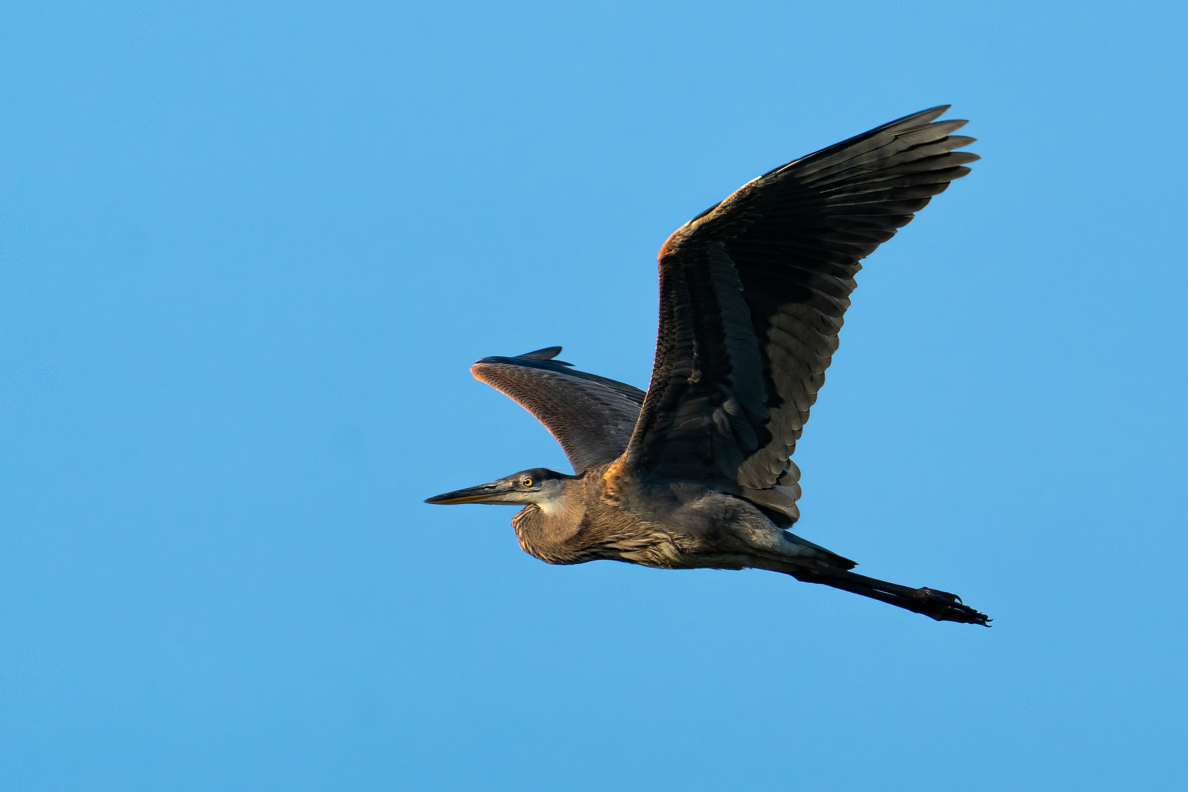 Great Blue Heron in Flight