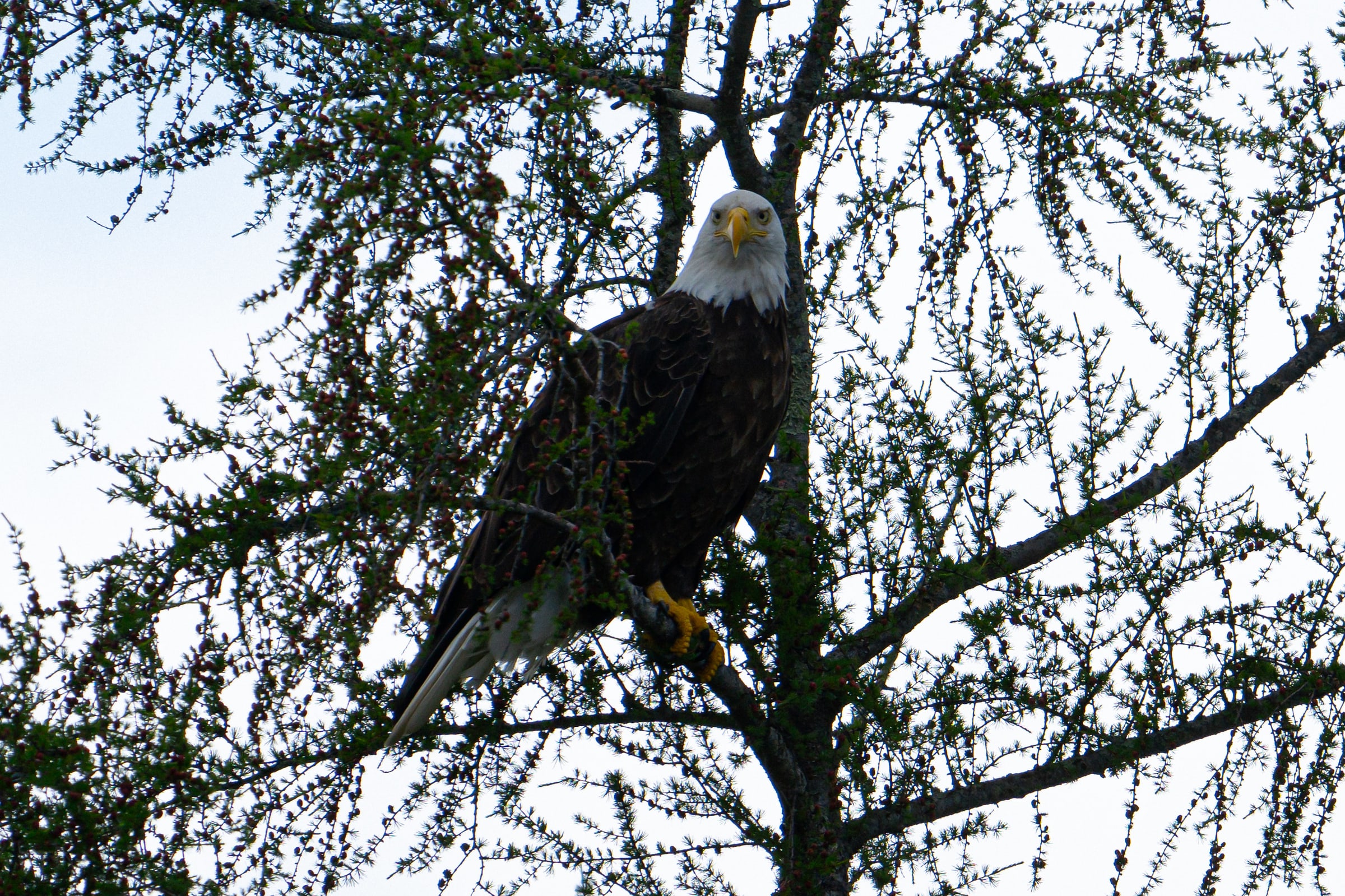 Bald Eagle Perched in Leafy Tree