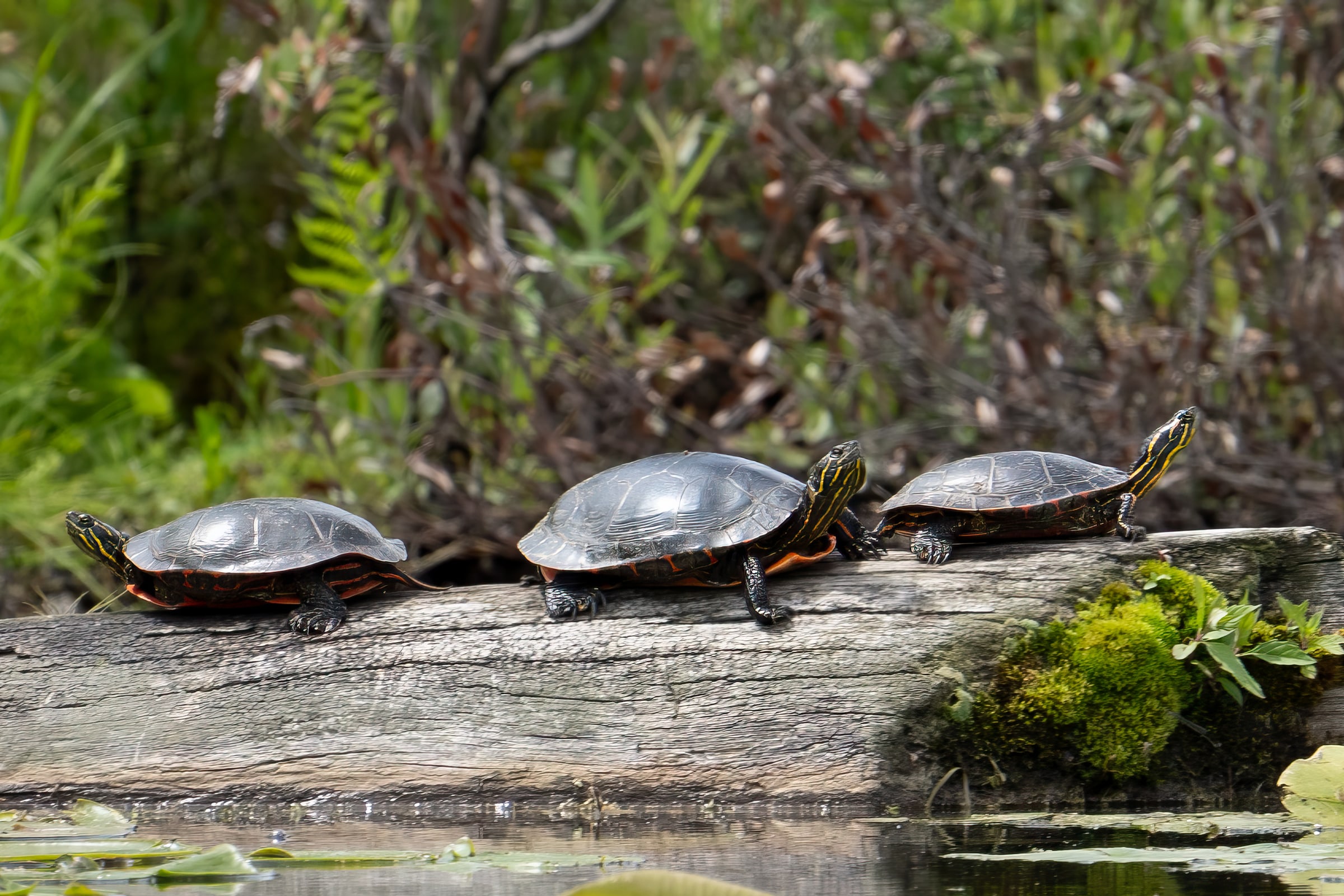 Painted Turtles Basking on a Log