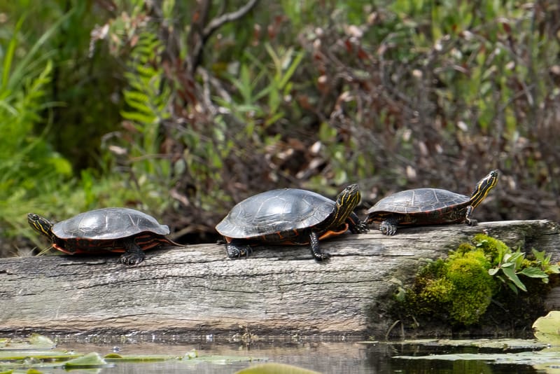 Wildlife photo
