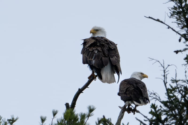 Wildlife photo