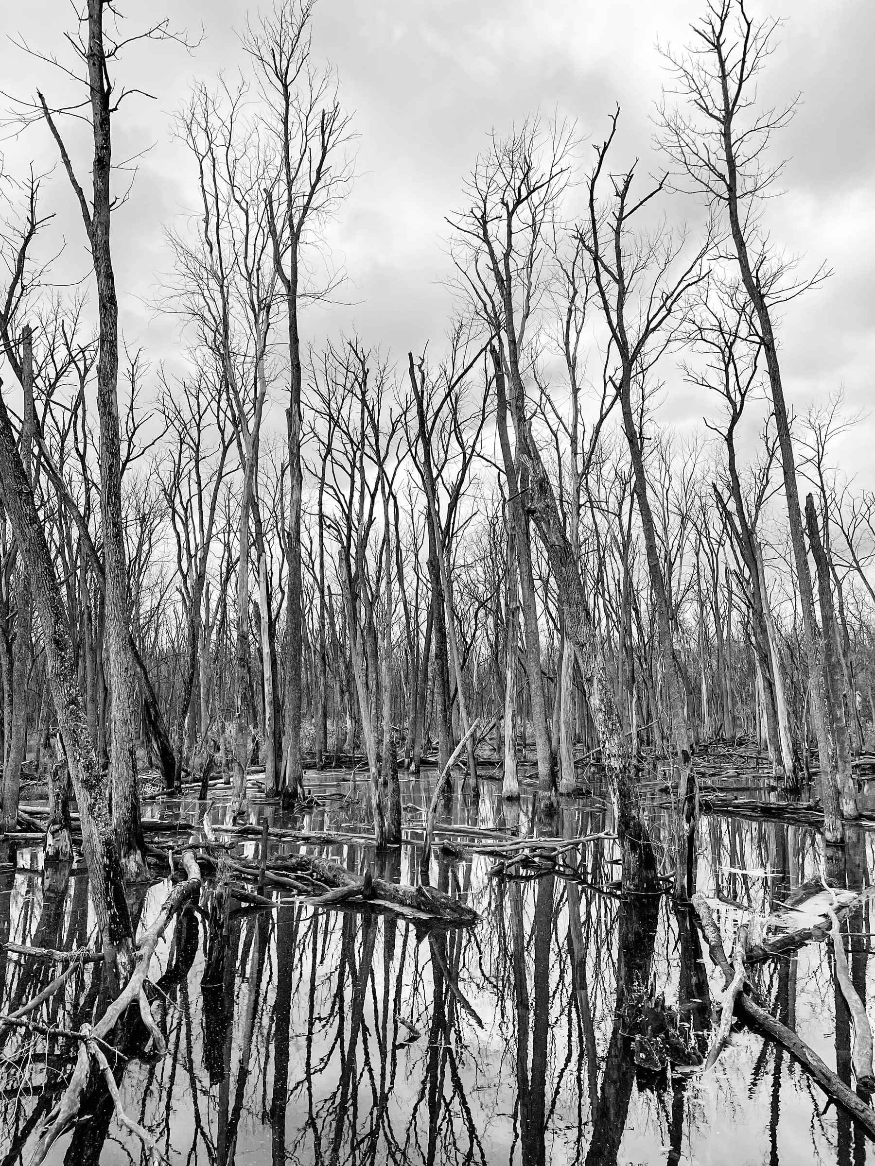 Black and White Dead Tree Swamp