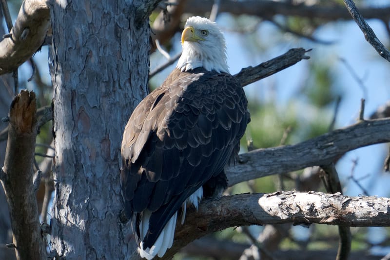 Wildlife photo