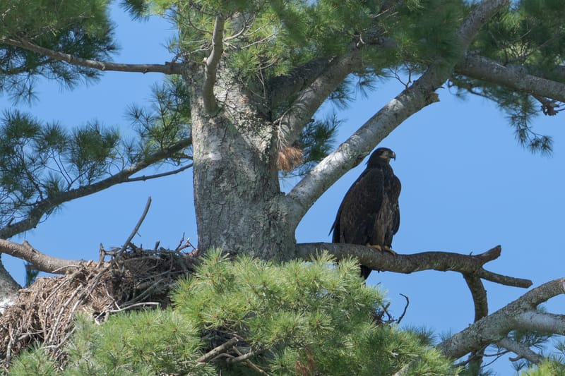 Wildlife photo