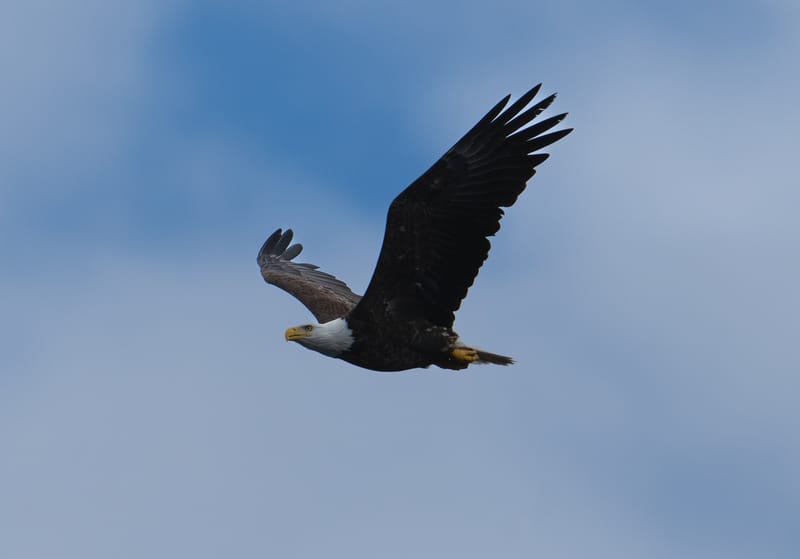 Wildlife photo