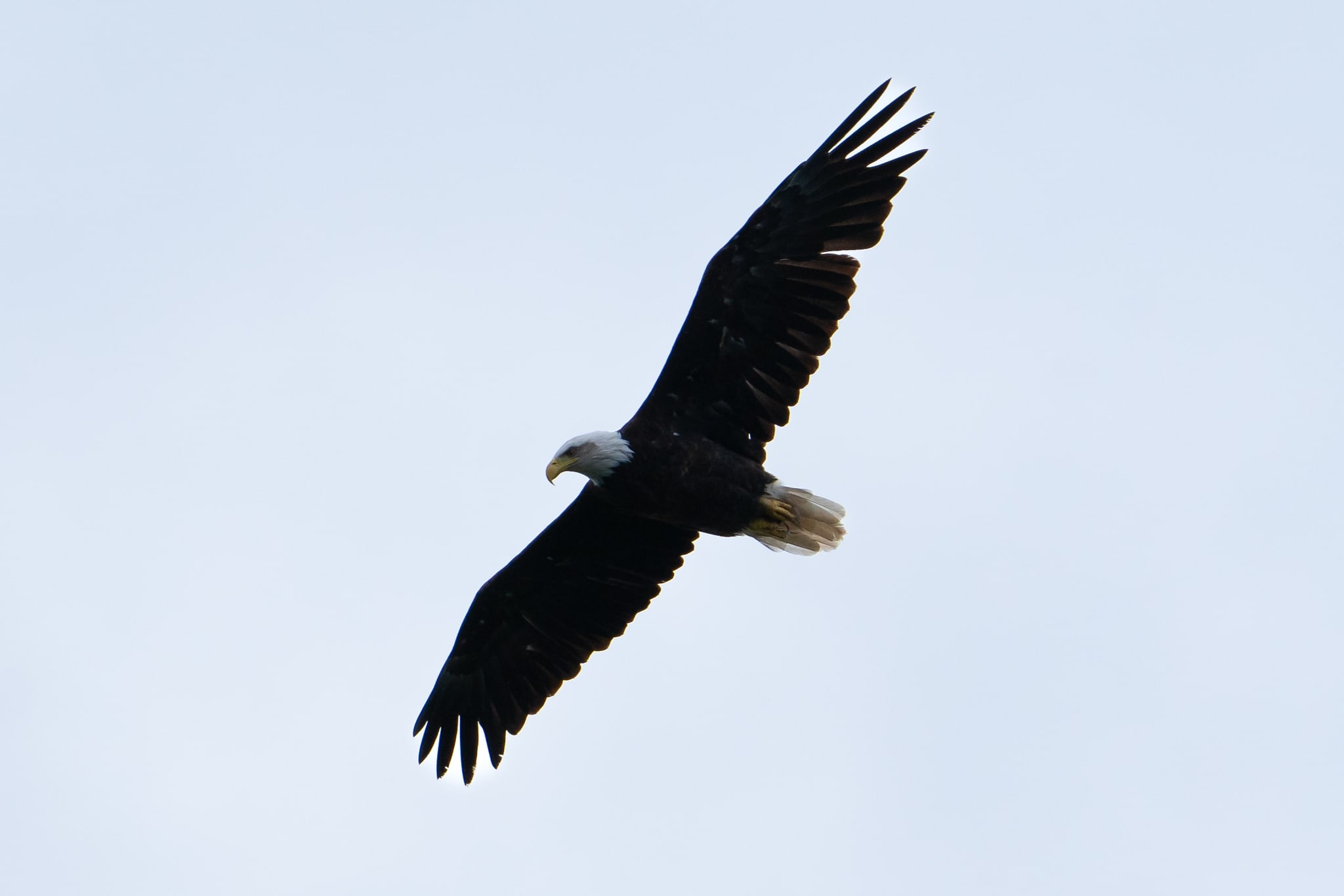 Bald Eagle Gliding in Pale Sky