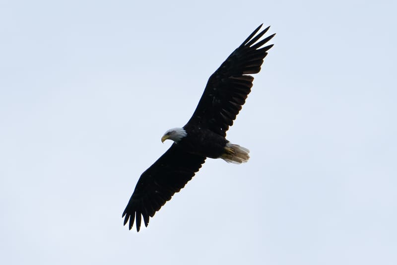 Wildlife photo