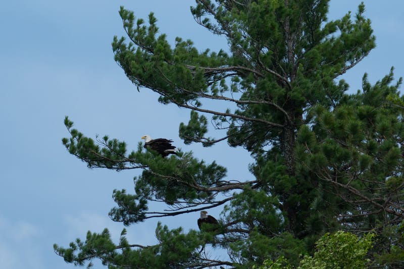 Wildlife photo