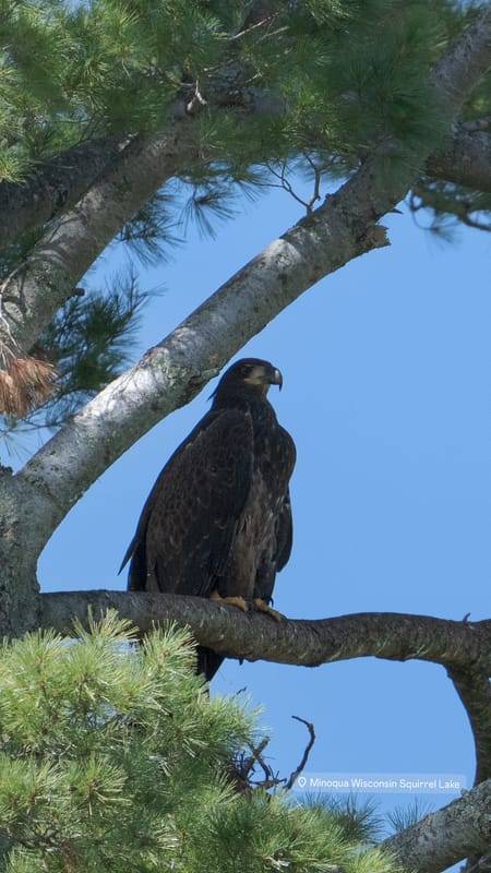 Wildlife photo