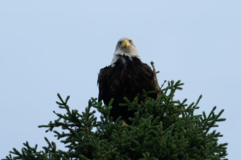 Wildlife photo