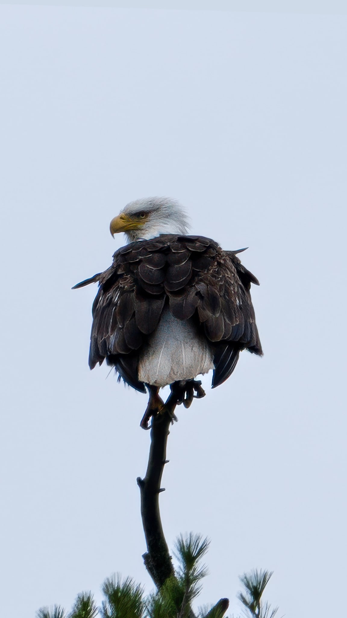 Bald Eagle Fluffed Up on Treetop