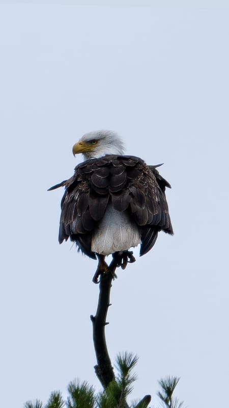 Wildlife photo