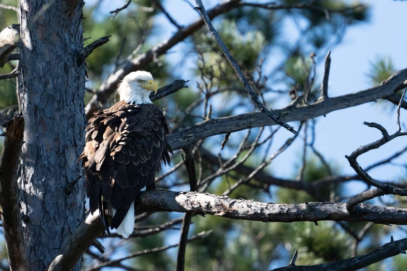 Wildlife photo