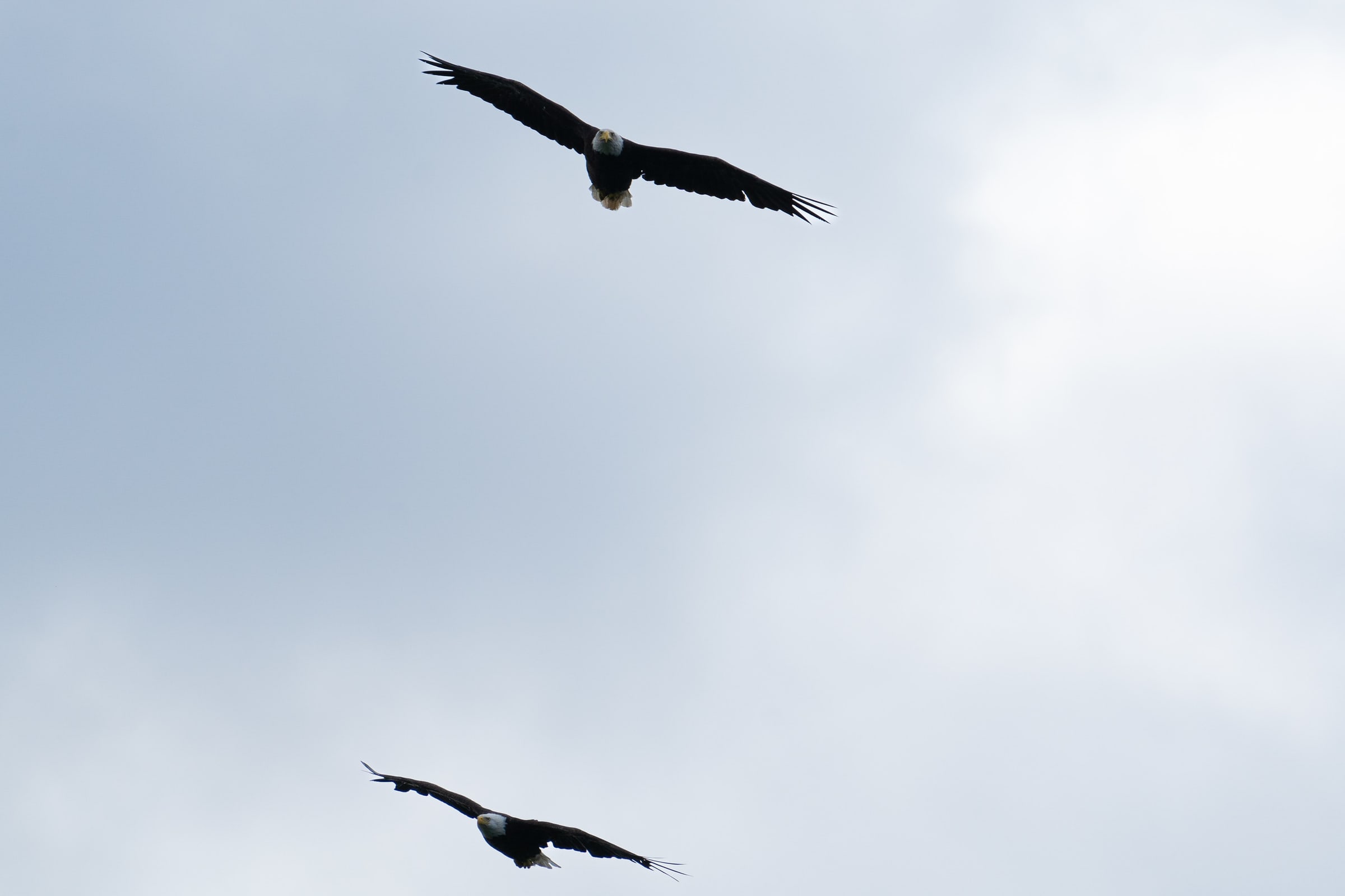 Pair of Bald Eagles Flying Together