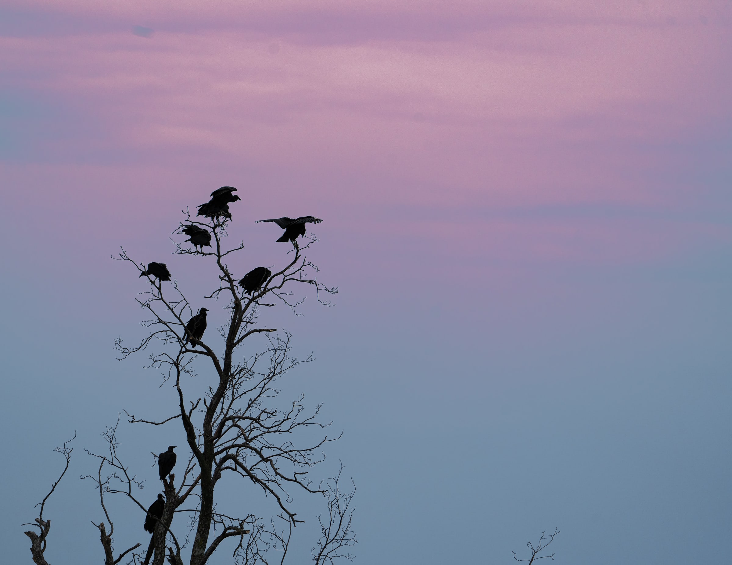 Vulture Silhouettes in Tree at Dusk