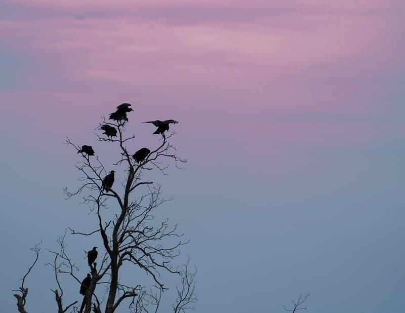 Wildlife photo