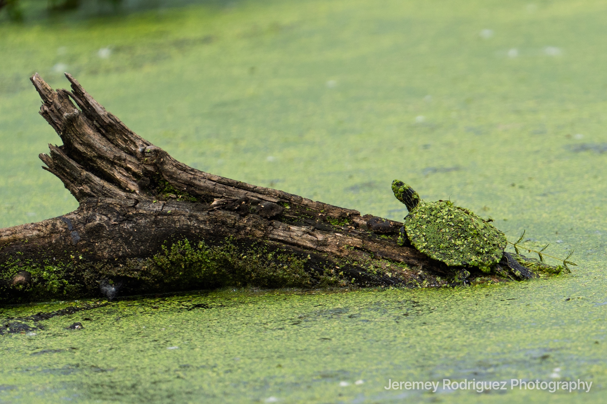 Duckweed-Covered Turtle Basking on a Log