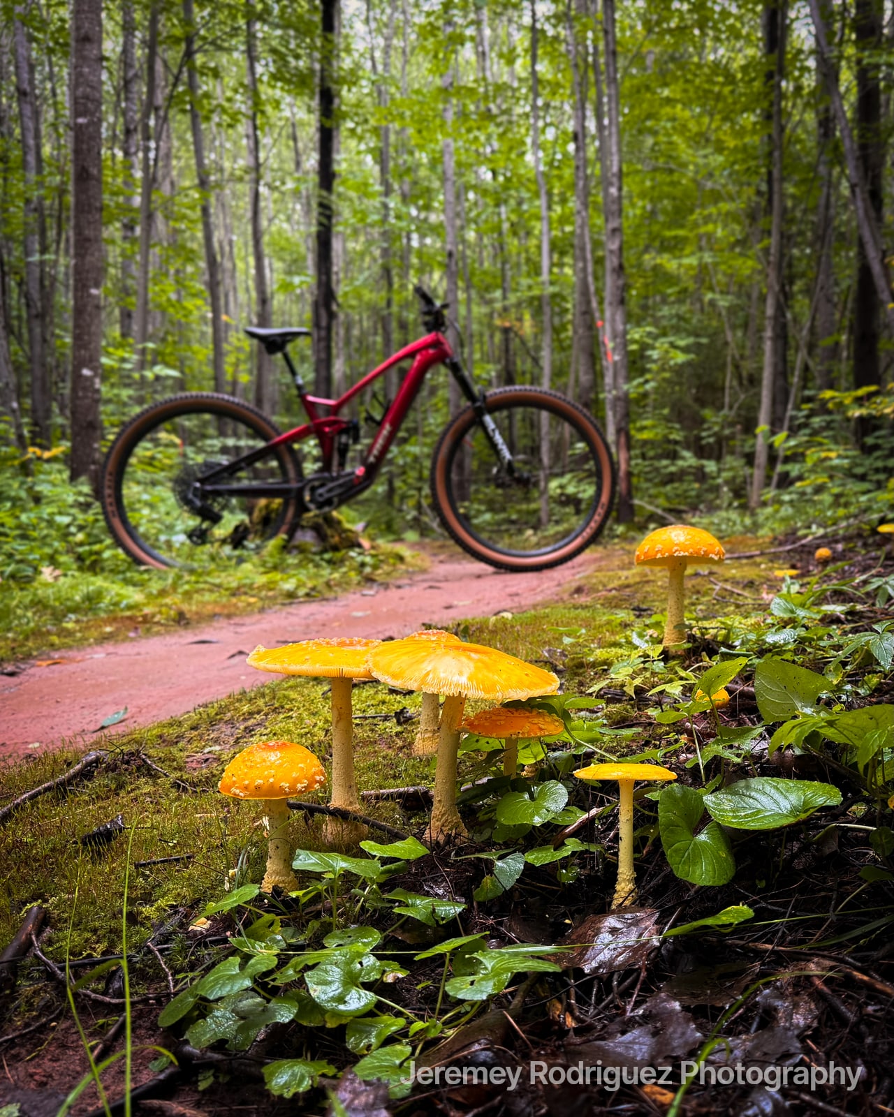 Mountain Bike Among Golden Forest Mushrooms