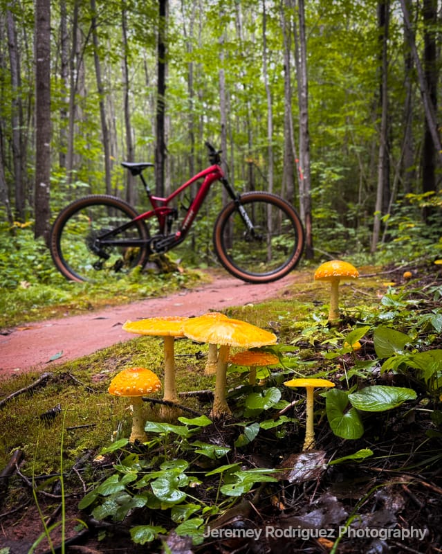 Mountain Bike Among Golden Forest Mushrooms