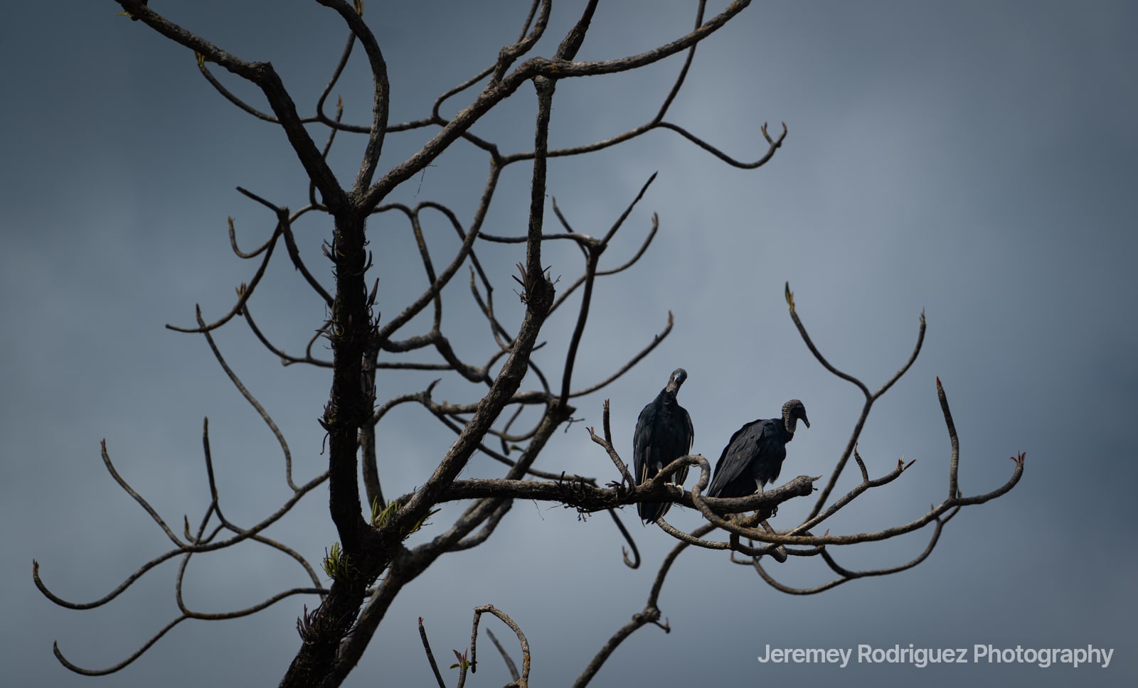 Black Vultures Perched Under Stormy Skies