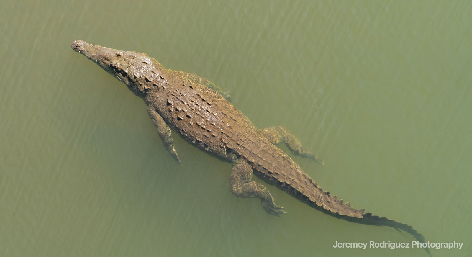 Crocodile Floating in Green River Water
