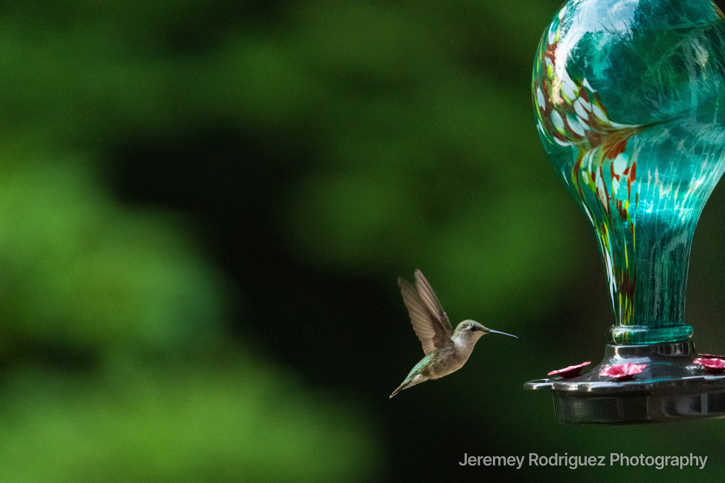 Hummingbird in Flight by a Teal Feeder