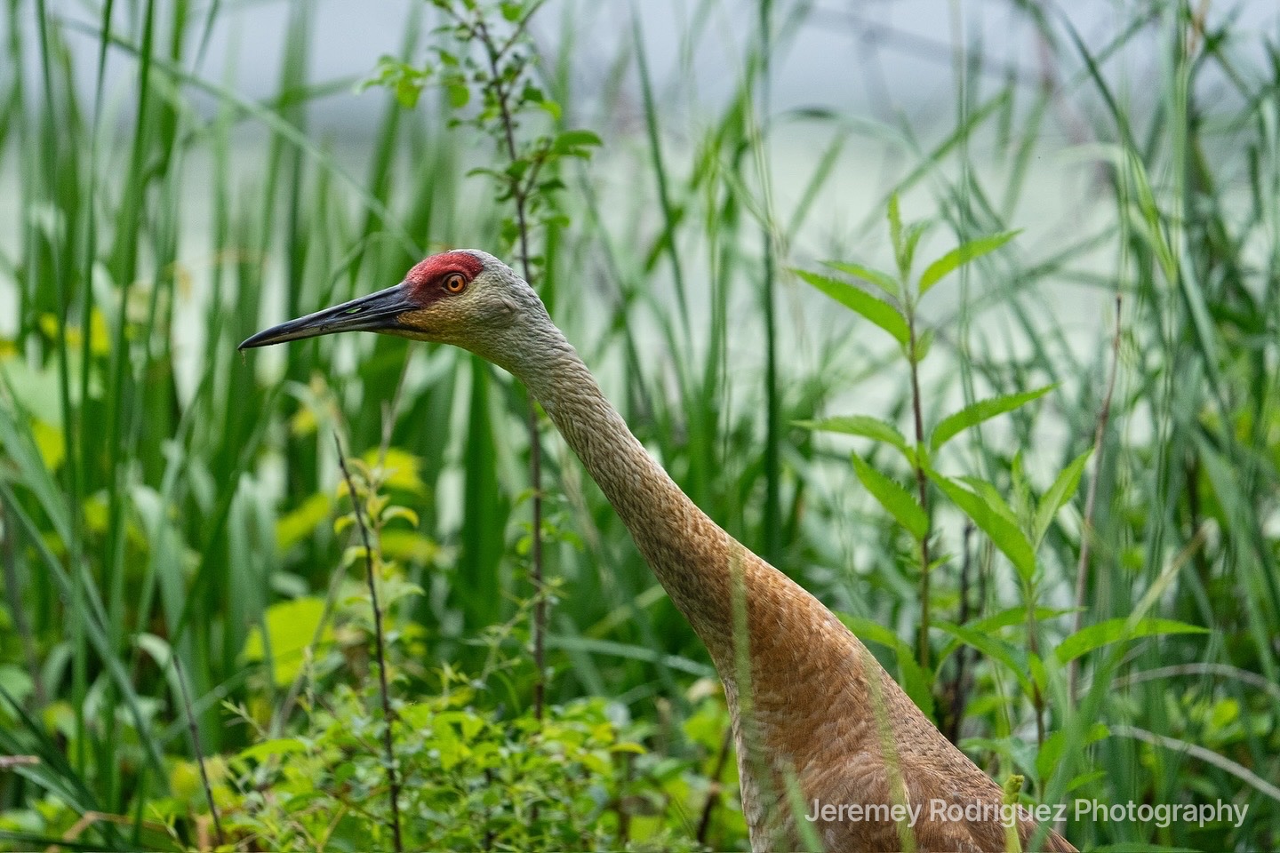 Sandhill Crane Portrait in Lush Marsh