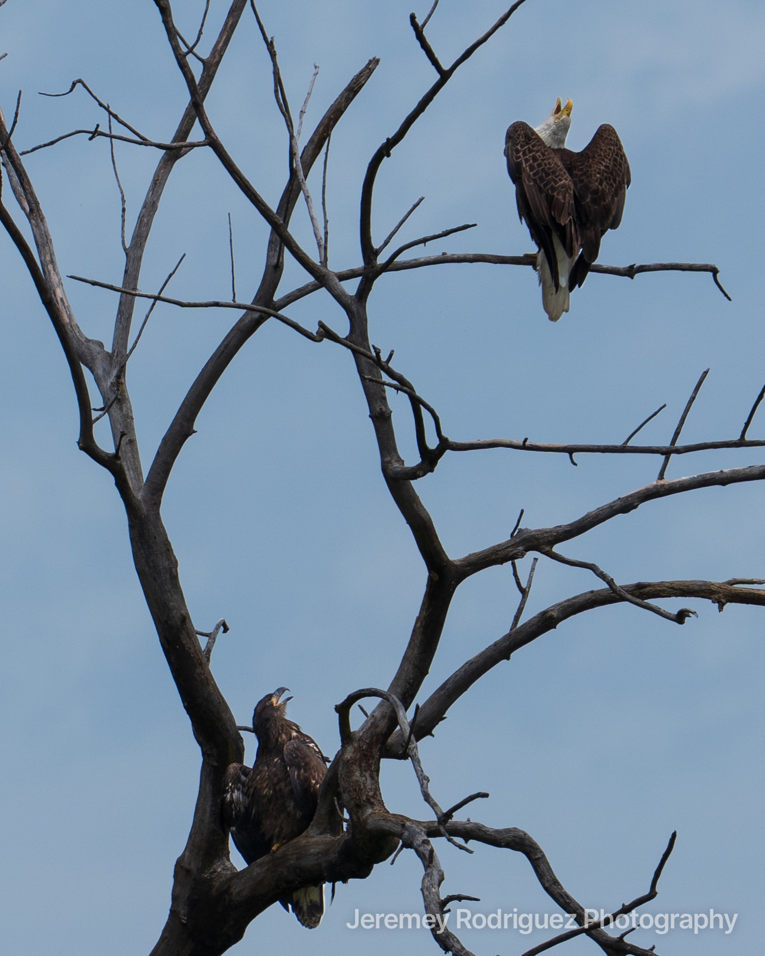 Adult and Young Eagle in a Dead Tree