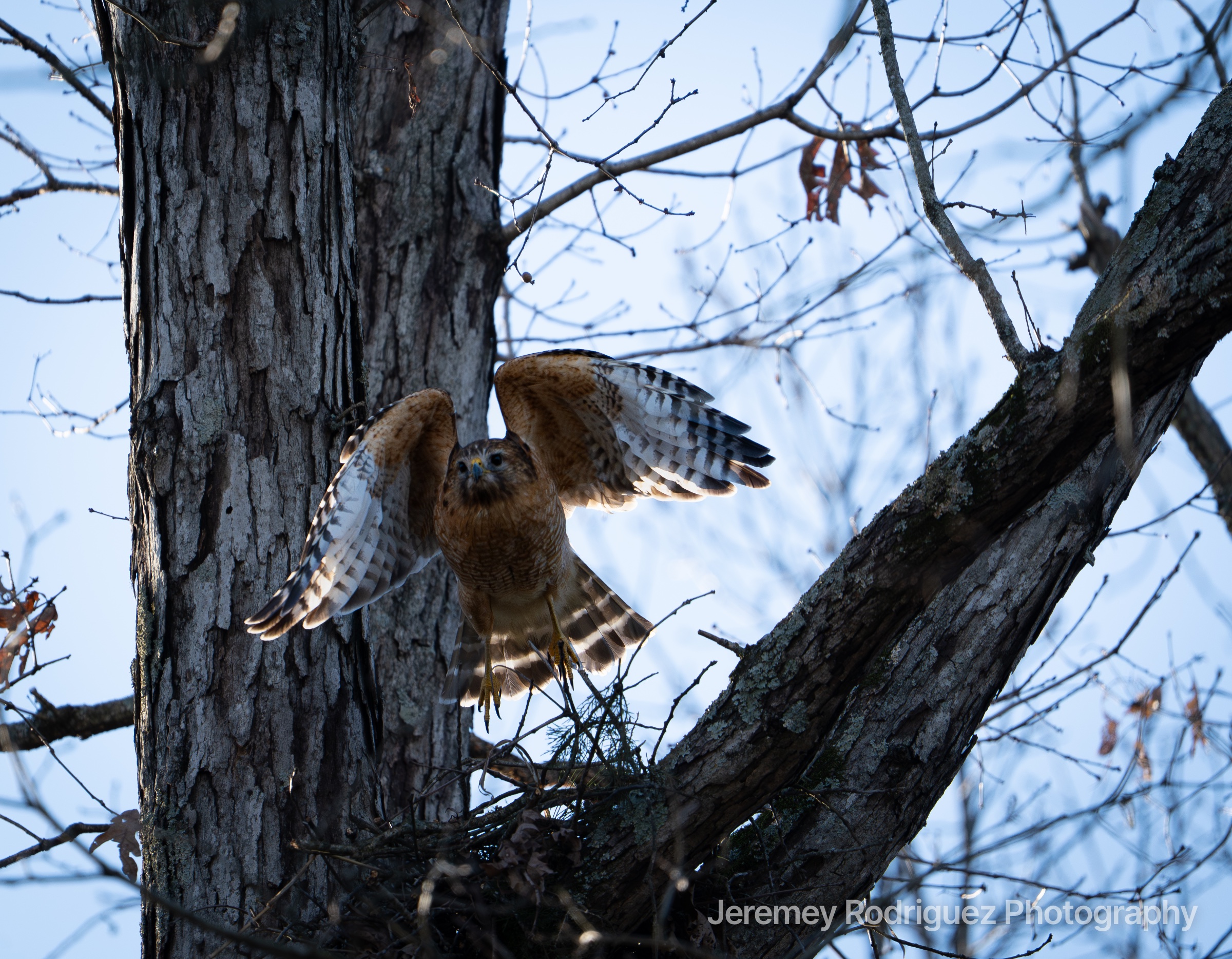 Hawk Spreading Wings in a Winter Tree