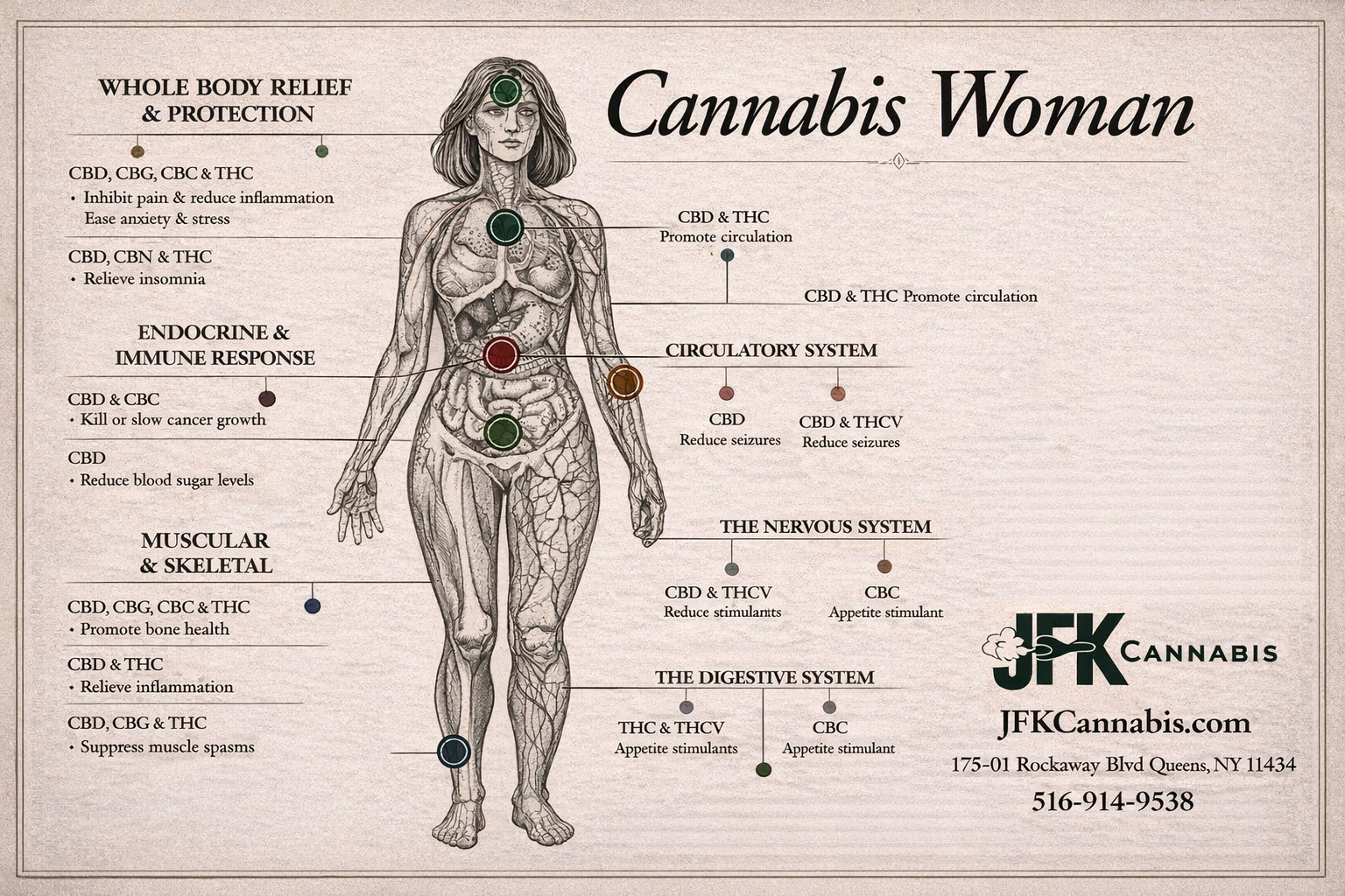 How Cannabis Interacts With the Human Body: From Immune Support to Whole Body Relief