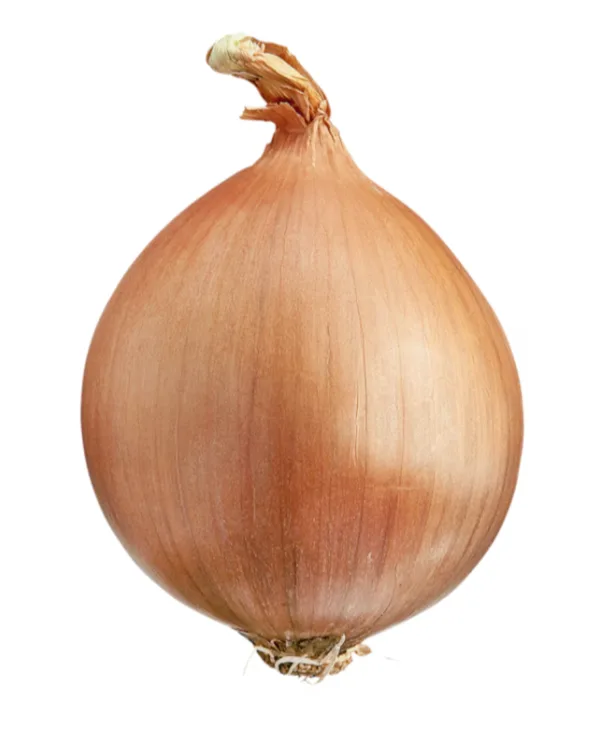 Oignon