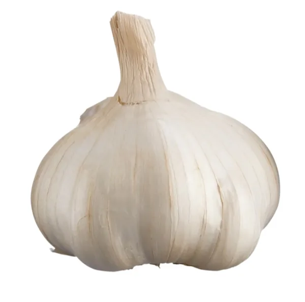 Ail à gros bulbe
